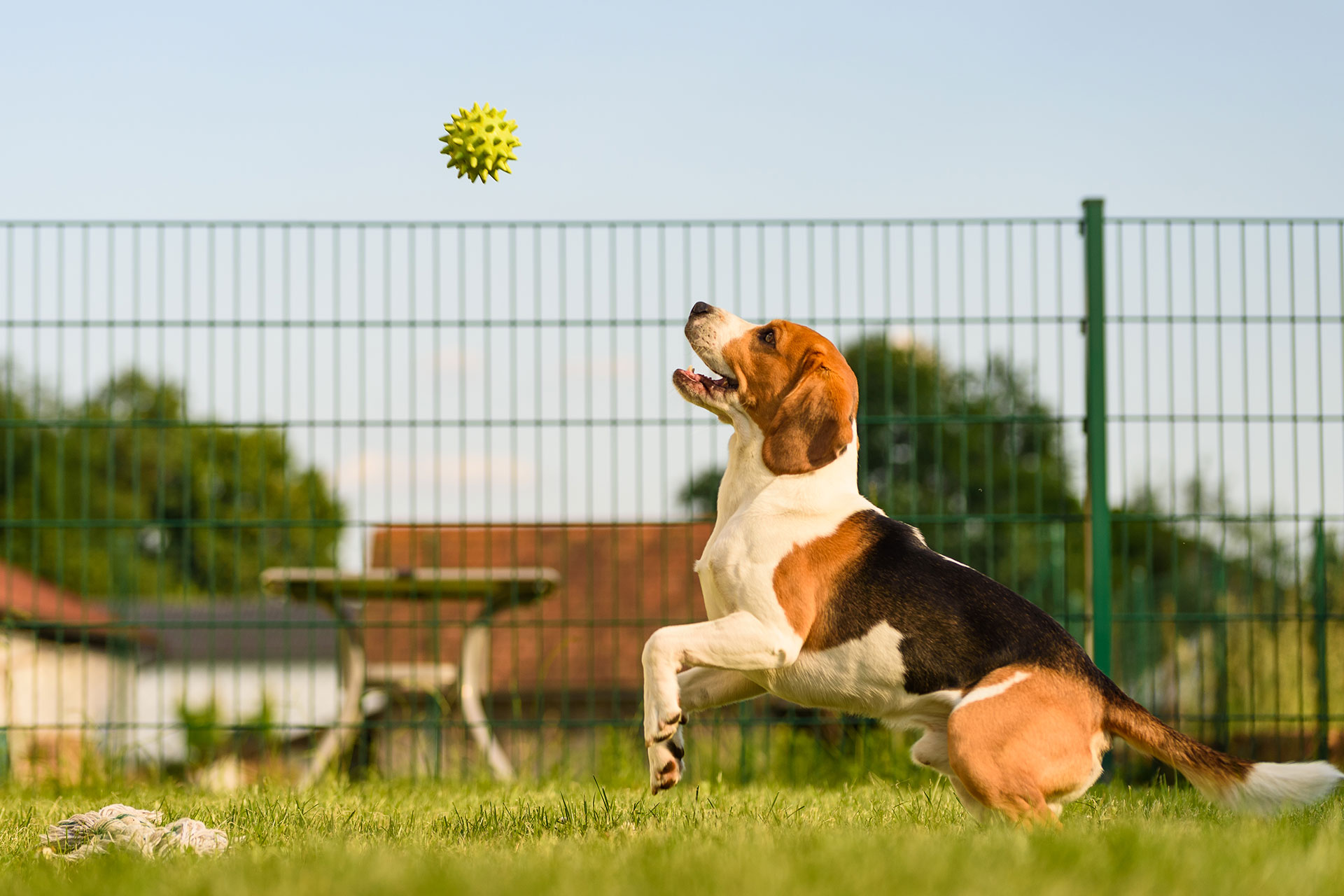 Does Your Pet Need Protection?
