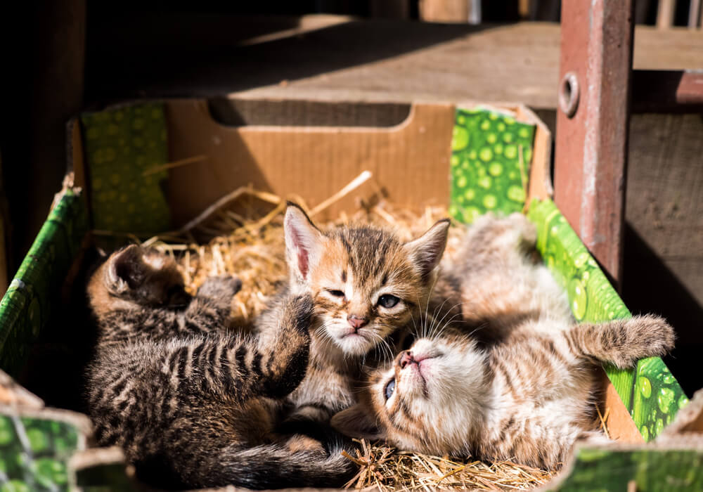 Heartfelt Stories Of Volunteers And The Animals They Serve