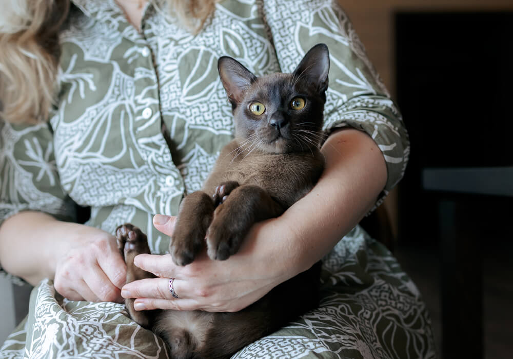 Why Adopting A Senior Pet Can Be Your Best Decision Ever