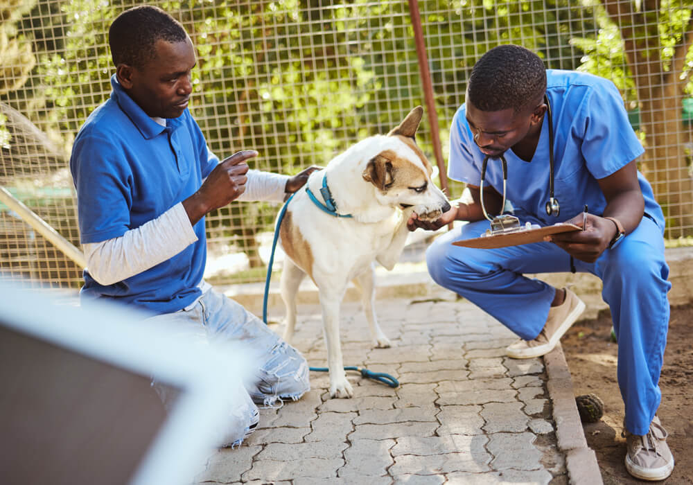 Rescue, Rehabilitate, Release: The Journey Of Saving Injured Wildlife