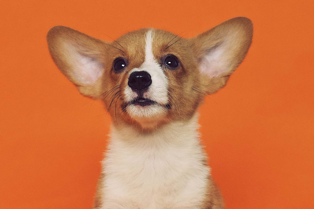 Dog owner turns pet detective following theft