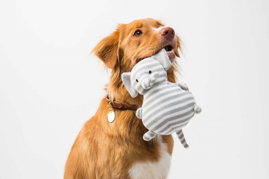 Puppies mutilated to follow social media trend