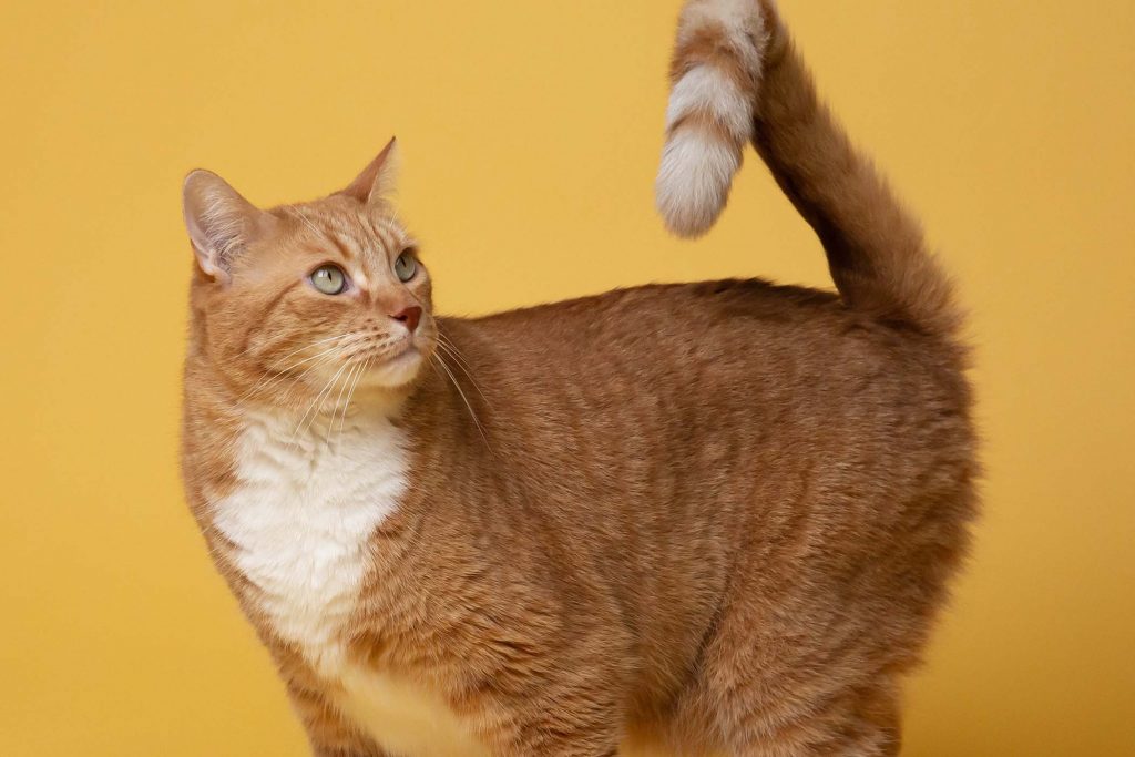 Lack of vets and more pets lead to urgent meeting