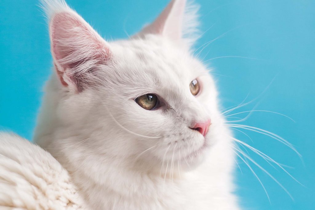 Family reunited with stolen cats after online appeal