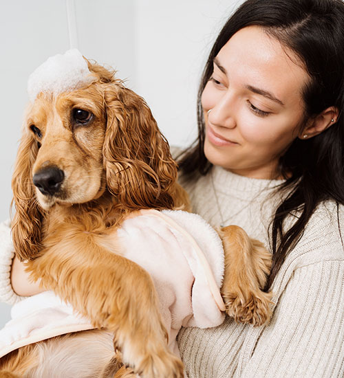 Why Must Walking Shelter Dogs