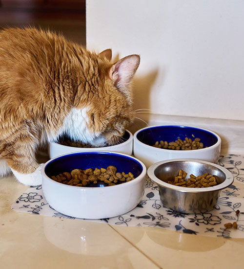 The Best High Fiber Food For Dog